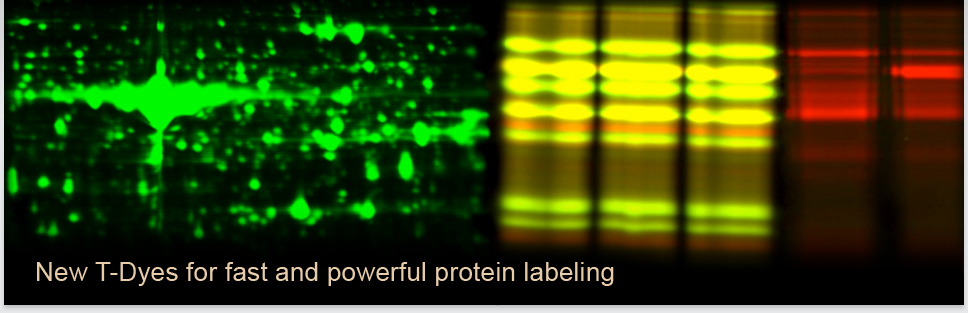 header new t-dyes for protein labeling