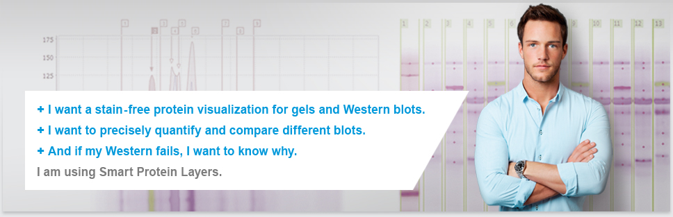 Smart Protein Layers: New Technology for stain-free normalization, standardization and quantification of 1D gels and Western Blots