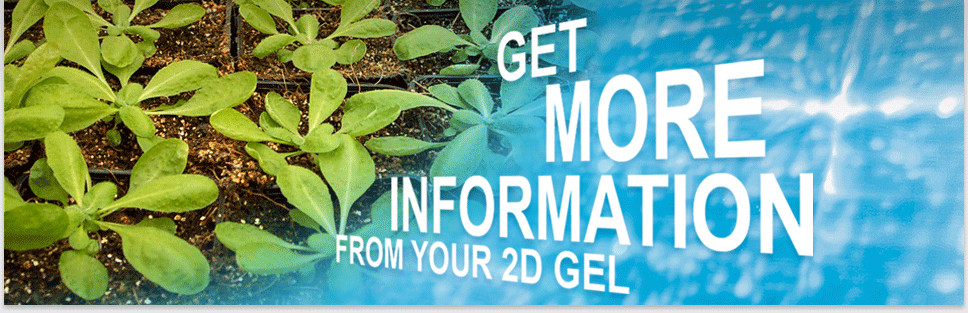 NH DyeAGNOSTICS - EXPLORE THE PROTEOME - Get more information from your 2D gel