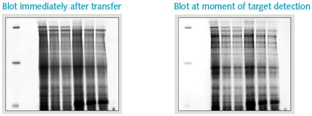 Image of a PVDF Membrane showing Total Protein before and after WB washing steps (detected by SPL)