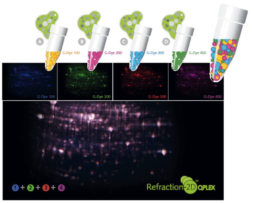 4 color 2D DIGE labeling: Refraction-2D QPLEX. Differential proteomics, quantitative protein expression, alternative CyDyes