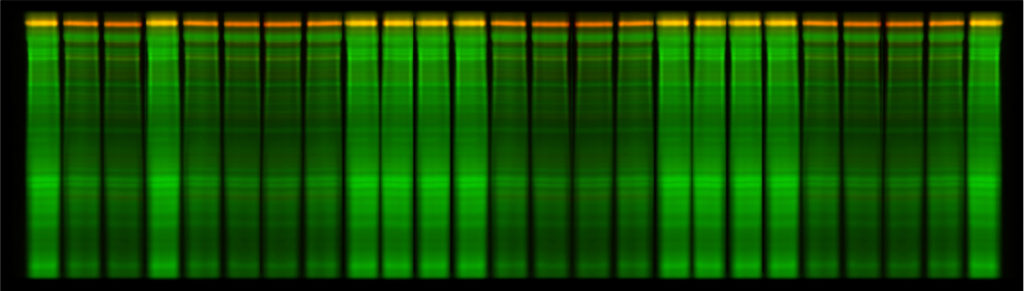 Image of Velum Gold 1D Precast Gel 25 protein samples, stain-free RGB+NIR fluorescence