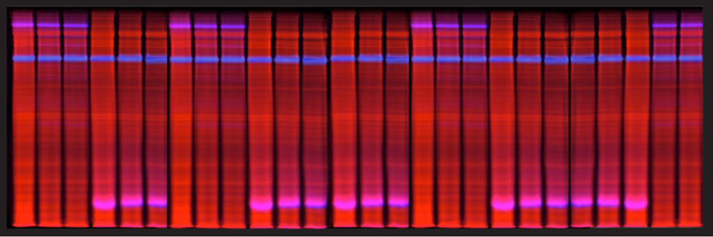 Image of Blot of Velum Gold 1D-SDS-PAGE Gel 25 protein samples, stain-free RGB+NIR fluorescence, Smart Protein Layers Technology