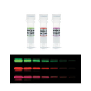 Image Fluorescent Secondary Antibody