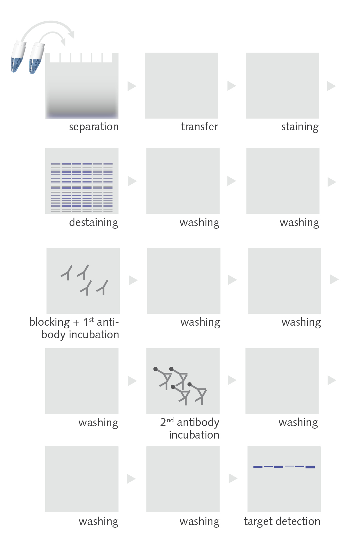 Graphic of a Western Blot analysis workflow